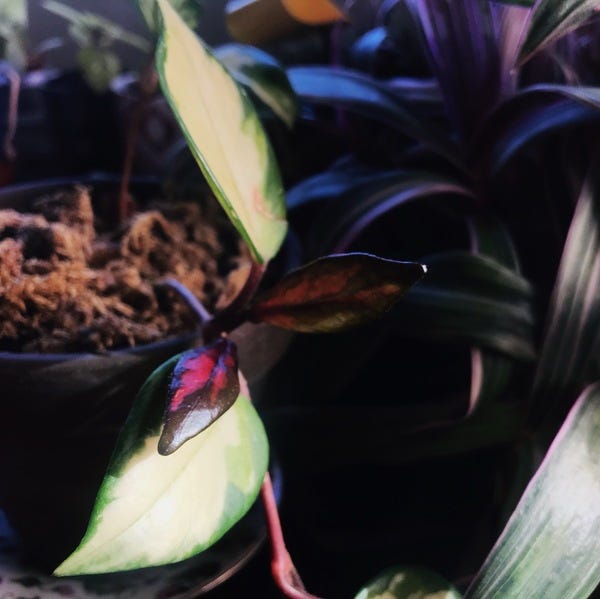 My hoya krimson princess sprouting its first pink-brown leaves. 😍