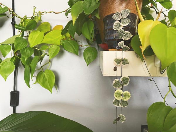 My variegated string of hearts is actually three times as long as what is shown in this photo.