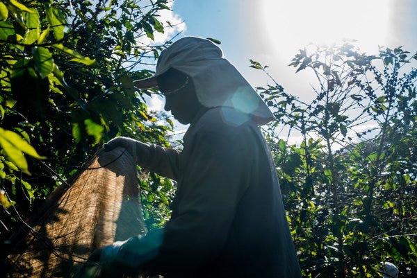 Two Centuries of Enslaved Labor: The Contributions of Blacks in The Early Americas Coffee Trade