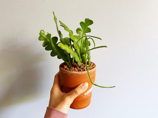 I've done a bunch of repotting recently and this was one of them. The zigzag cactus is very fun to look at & those long tendrils are actually aerial roots!