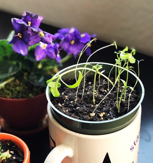 On a whim, I bought a packet of wildflower seeds at Lowe's. The last time I grew something from seed was in 3rd grade. So imagine my surprise when I saw these shoots pop up. I have no idea what they are (it was a variety pack), so I'm very excited to see how they grow. Hopefully I don't kill them between now and their bloom!