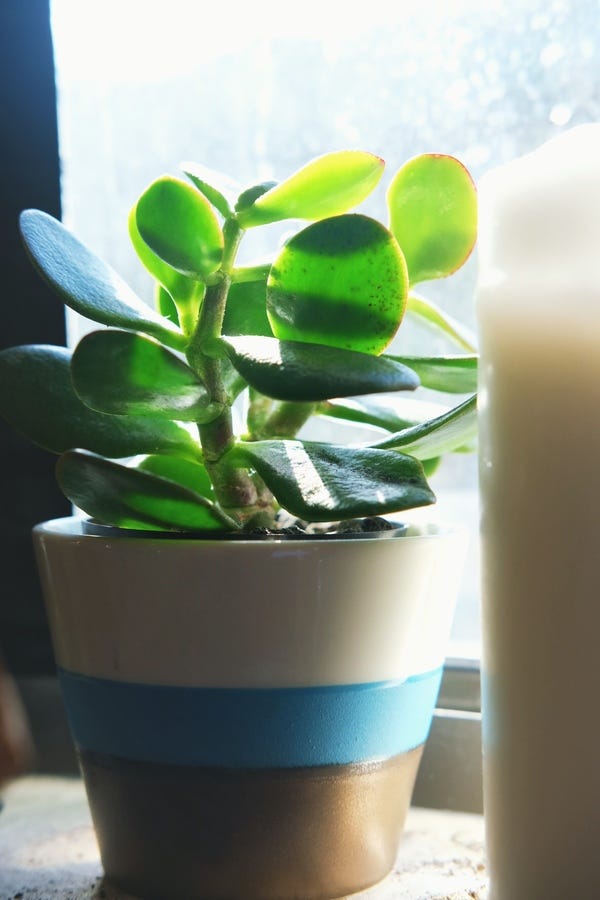 This little jade plant I found on the ground outside of my apartment. A strong wind or person knocked it off of the tree and left the accidental cutting on the sidewalk. So I picked it up & stuck into a pot. Several months later, it's happily growing new leaves and tinging red from the sun.