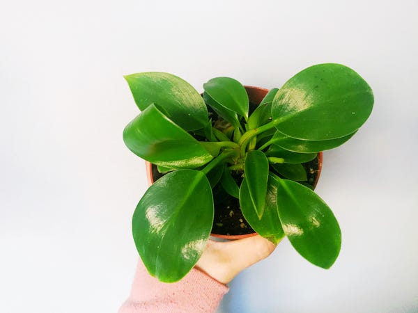 I picked up a Philodendron Birkin this weekend. It's too small for its signature striations but I'm happy to add it to my ever-growing philodendron collection.