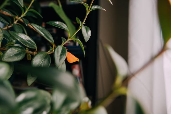 After over two years of owning this plant and giving up on it flowering, my goldfish plant bloomed! How adorable is this tiny goldfish flower?!