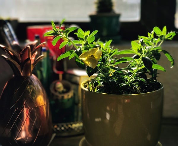 I have a new plant! It's a lemon slice (for the white and yellow "slices" on the flower). It joins me on my desk as a colorful source of creativity. Crossing my fingers that it'll have a long life.