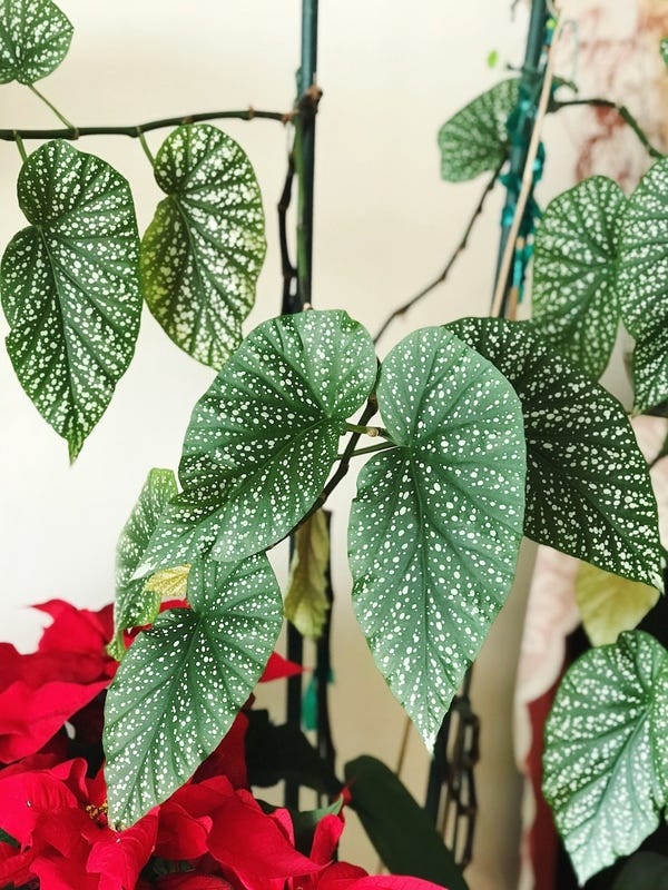 It's a vine! This is a plant update from my parents' house. My mom planted this one and now it vines up the stake and opens to face the light.