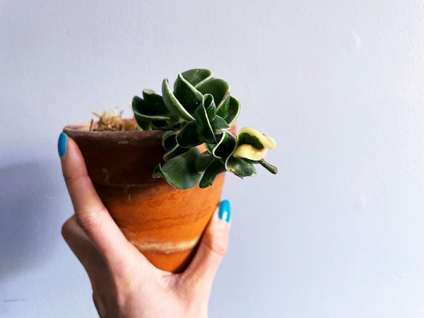 It's springtime (kind of) and my Hoya carnosa 'Compacta' is adding some variegation.