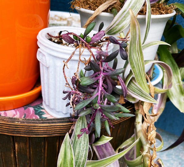 Senecio herreanus 'Purple Flush' (string of bananas) growing happily out of a 3D-printed pot, shaped like a trash can. I have the accompanying lid somewhere.