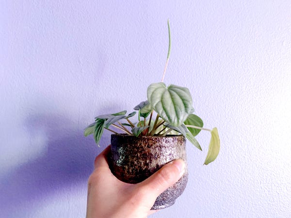 My pep frost went extra hard on one of the blooms (peps don't have flowers but the stalk is still considered a "bloom").