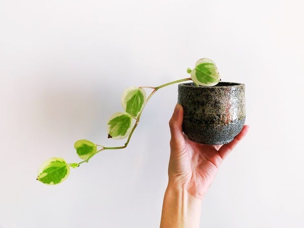 Received this cutting from a plant swap but I don't know what it is. It has a beautiful grace to it that I love.