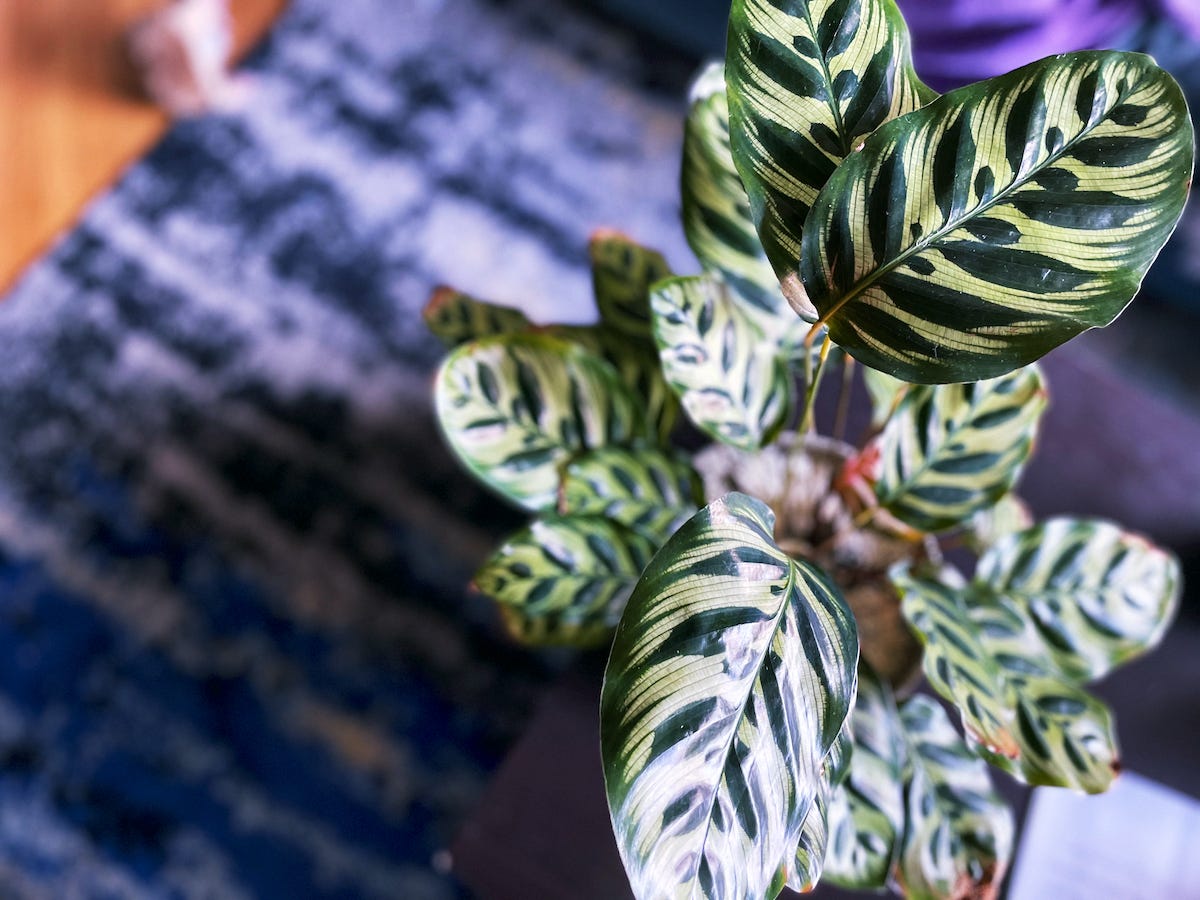 top-down look at Calathea Makoyana leaves all spread out