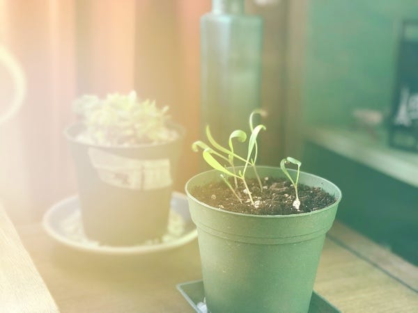 For the last time this year, I'm attempting to grow an edible plant. It's spinach! Downside is that I'm leaving for Chicago this Friday and I don't think I'll be around to harvest it. 😢