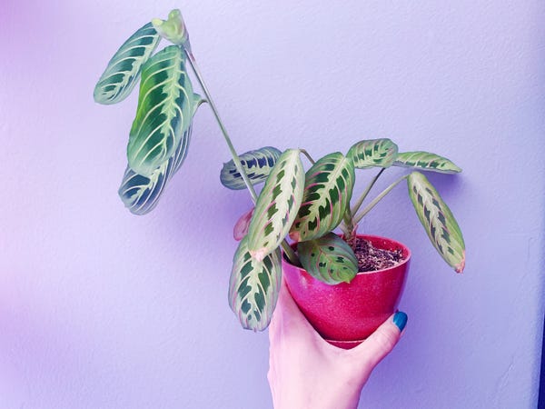 This maranta is the easiest of all my prayer plants. I've propogated it, forgotten about it, and let it just go wild. It handles it all!