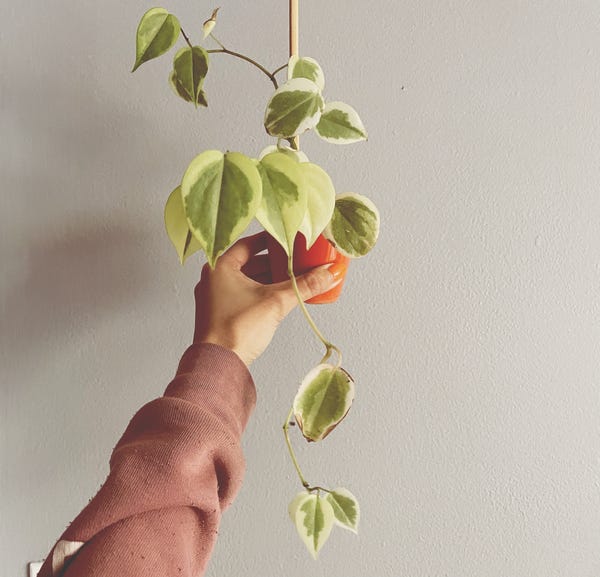 I got this at a plant swap - and... I actually don't remember what the name of it is. I love the variegation, though!