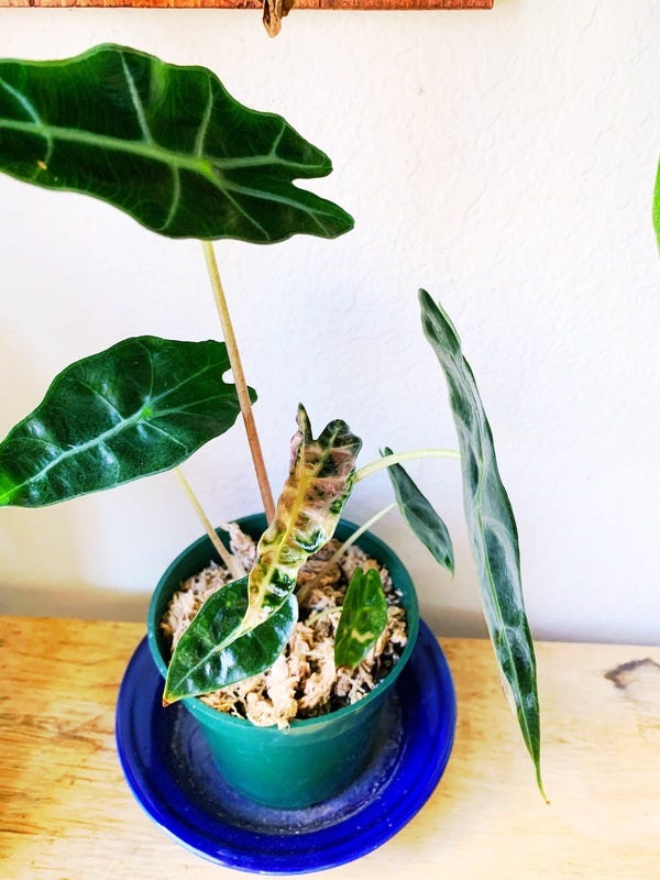 I thought my new alcoasia was getting too much sun but in actuality, it was some freaking aphids sucking the color out! It has since been drenched in neem oil. 😡