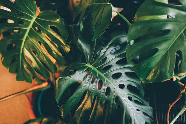 It is with great sadness that I said goodbye to one of my split-leaf philodendrons last week (the one on the left). It was taking over my living room, so I gave it away to someone who had the space for it. 😢