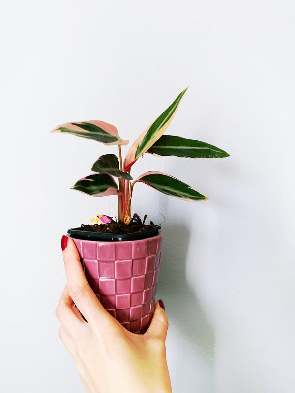 Plants don't know when there's a pandemic. This stromanthe triostar put out a beautiful new leaf.