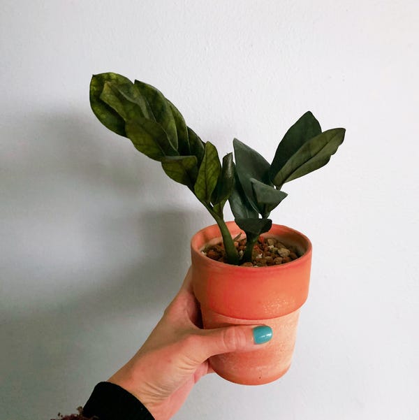 My raven ZZ from 1.5 years ago has been unchanged. No new growth, nothing dead. Just this.