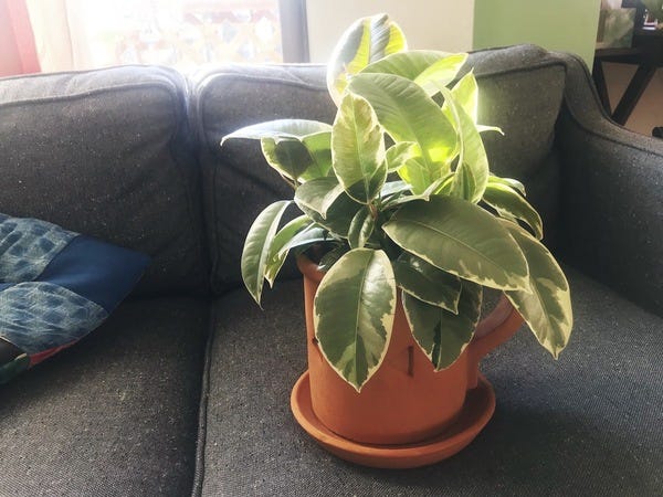I found a variegated (pink) rubber plant and planted it in my new terra cotta pot that's shaped like a coffee mug!