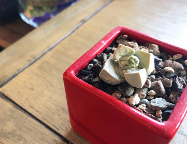 This unknown succulent recently opened its jaws like the gormogon from Stranger Things. It's definitely a bloom & I can't wait to see what it looks like!