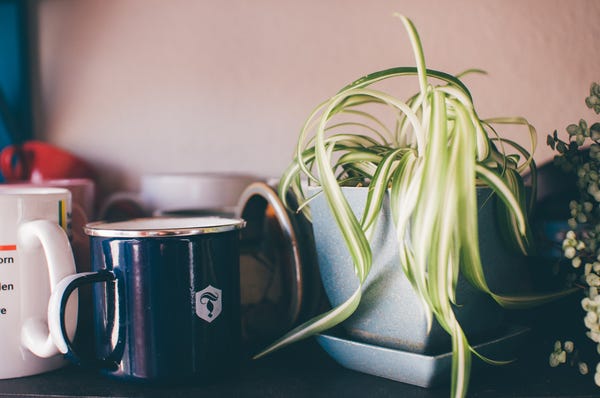 In September, my best friend (who lives in DC) and I met in Milwaukee for vacation. She brought two tiny spider plants, roots wrapped up in damp paper towels, on the airplane. They sat around during our vacation and then I carefully brought them back to SF. After a little more root growth, I potted them and now four months later, they're thriving!