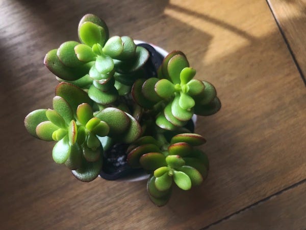 My new jade baby from the plant swap.