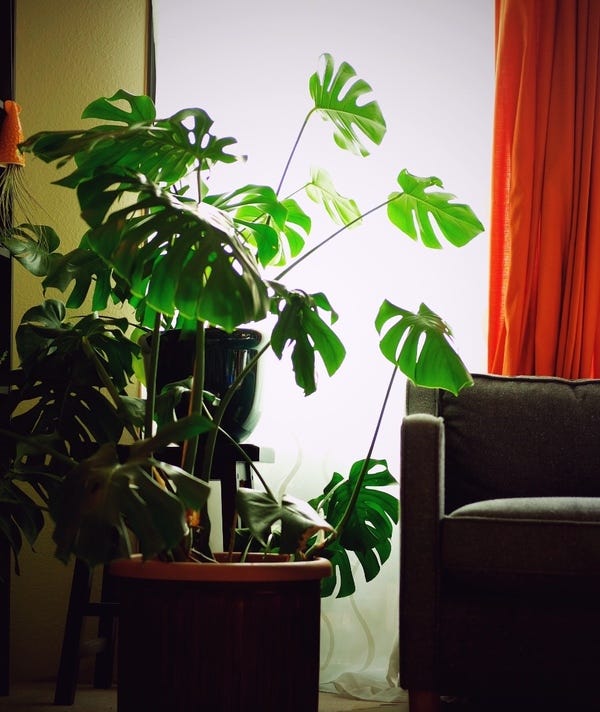 I have a new camera - the Fuji XPro2 - and I tested it on my split-leaf philodendron. I've divided the plant up (it has doubled in size since I first purchased it), up-potted it twice & it STILL seems intent on taking over that corner of the living room.