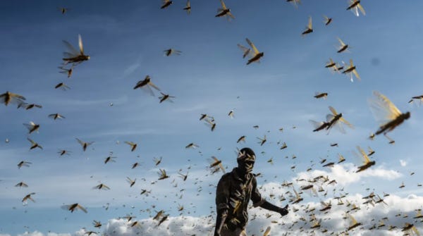 How the speed of climate change is unbalancing the insect world