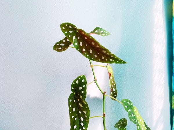 My Angel Wing Begonia has doubled the height of the climbing pole it's on (which is why you can't see it in the photo).