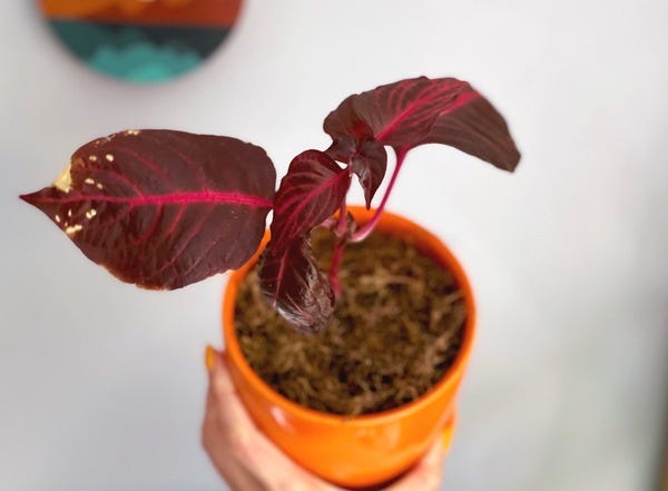 I love a good cutting. This bloodleaf is from friends and like other cuttings and plants I've received from friends, I'm reminded of them whenever I see it.