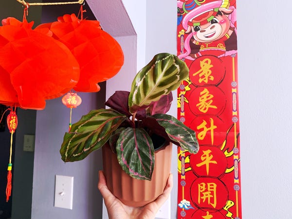 My plant masochism continues with the purchase of a Calathea Jungle Cat, which is exactly the same as the Dottie that I already have but several shades lighter in color.