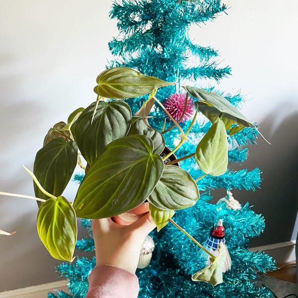 For the first time in months, I purchased a new plant. The philodendron micans is one I did have as a cutting before and killed. Hopefully, I'll have better luck with a potted & rooted one!