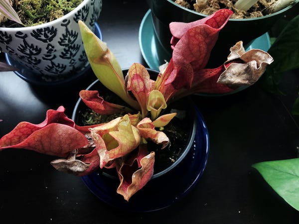 It's pseudo warm in SF right now and the fact that I can't put pesticides into my edible plants means that gnats and fruit flies are happening. So I bought a pitcher plant! It has killed at least four bugs that I know of and appears to be quite happy.