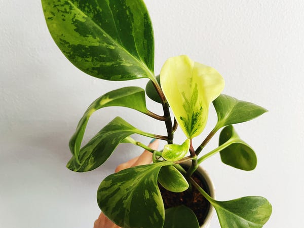 Peperomia “golden gate” and its two new very variegated leaves.