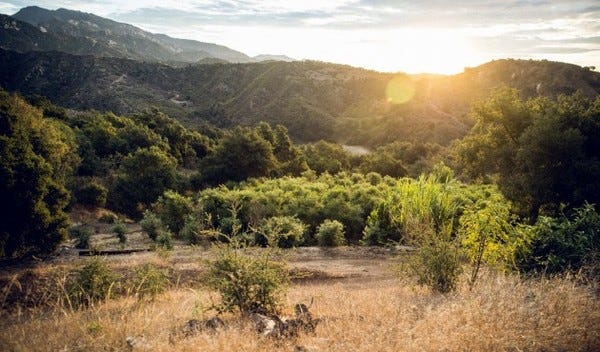 Could Coffee Be California’s Next Cash Crop?