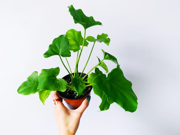 It's a phildendron selloum! On my wishlist and a baby- their leaves can grow outstandingly large.