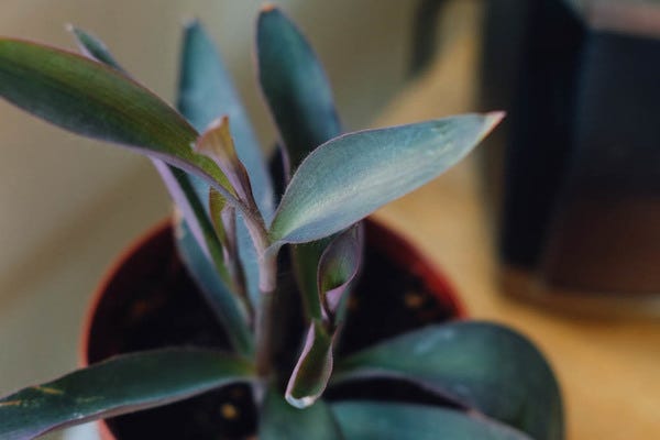 I have a new fuzzy plant baby! I picked this one up at the farmer's market, but I don't have any idea what it is. If you know, please shoot me a message.