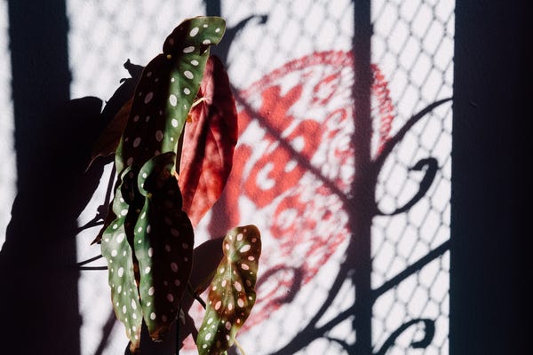 My begonia maculata with a new year decoration shadow.