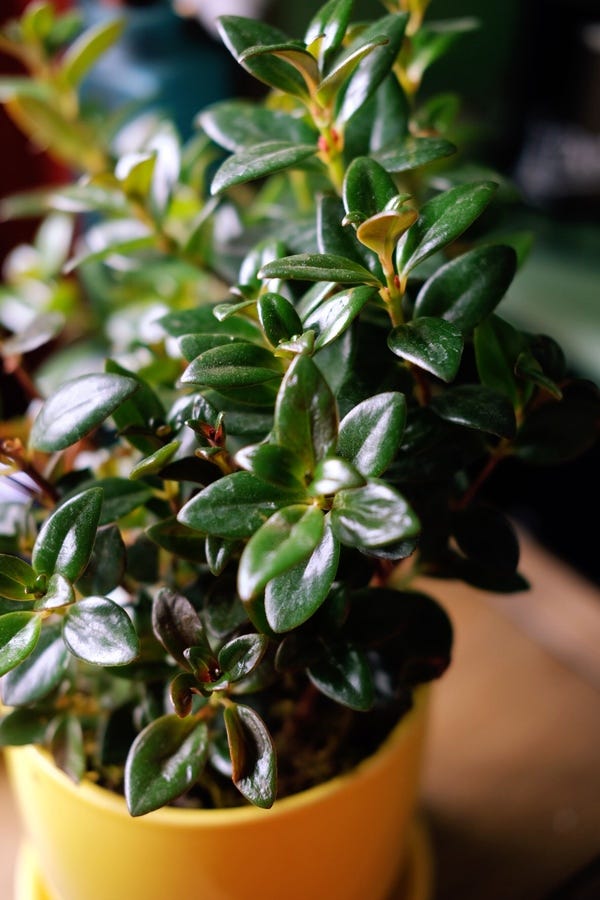 I picked up this goldfish plant on a whim at the farmer's market. Its flowers will apparently look like goldfish! I'm excited to see how it progresses.