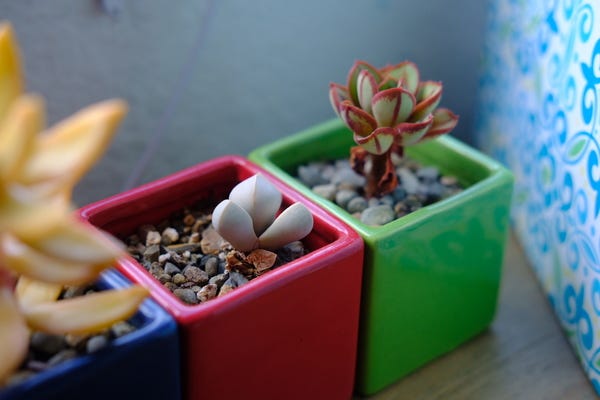 This little succulent in the middle has survived for two years in this colorful planter. I still don't know what it's called, but I love the strange smoothness of it!