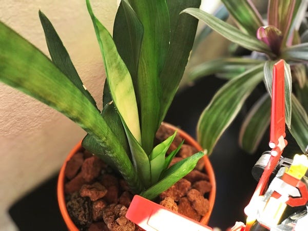 I rescued this snake plant from under-watering. After some fresh soil and slow watering, it's thriving and shooting out new leaves!