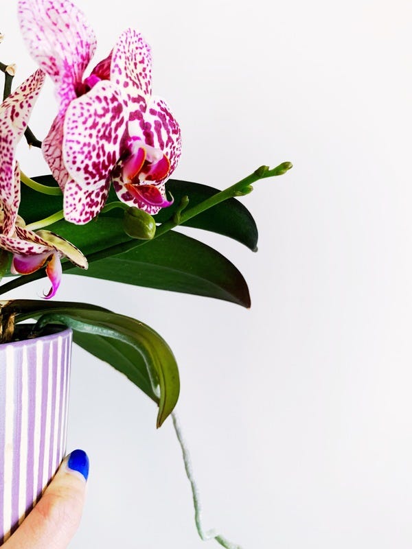 My orchid shooting out a new stalk.