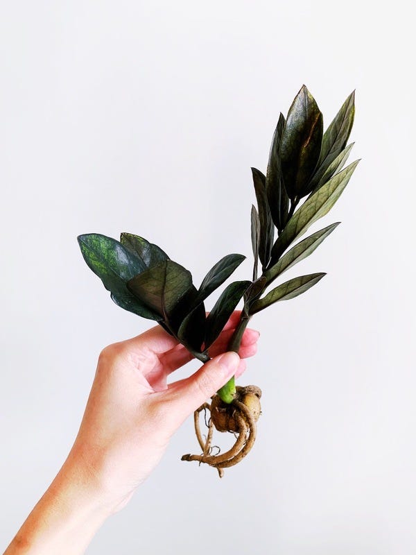 At the recent plant swap, I got really lucky and obtained a rooted portion of the rare Raven ZZ. As it gets older, the leaves will become a dark green, almost black, hue.