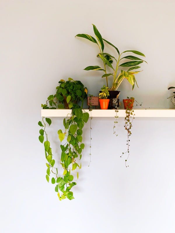 Plant shelfie in my new place. They're just hanging out until I get more stuff put up.