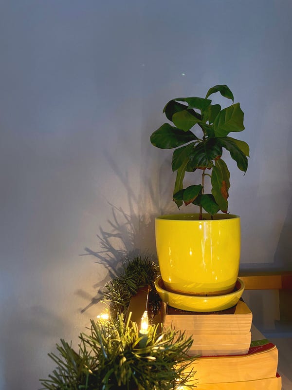 Somehow, my coffee plant is still alive despite me being pretty sure that it's root bound x10.