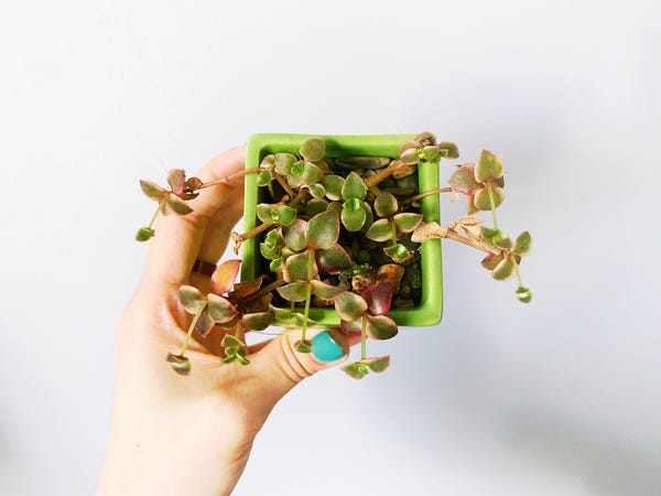 Some plants thrive when they're ignored (this one has been ignored for 4 months).