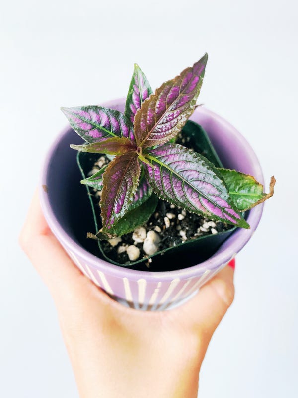 I recently attended an outdoor, physically distanced plant swap and came back with one off my wishlist: Persian shield! 