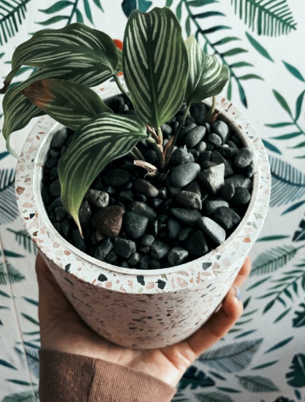 The 9th anniversary material is ceramic so I headed to my local nursery to pick up this calathea vittata and its ceramic pot.