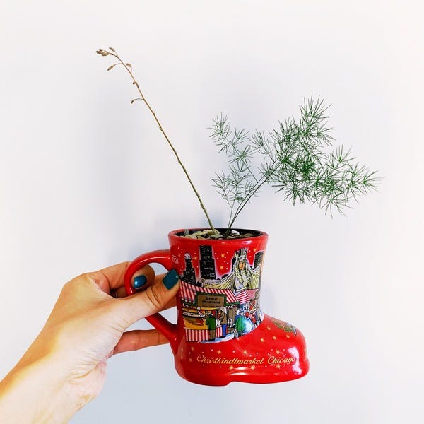 I still don't know what this plant is but it's growing this ridiculously long stalk for summer!