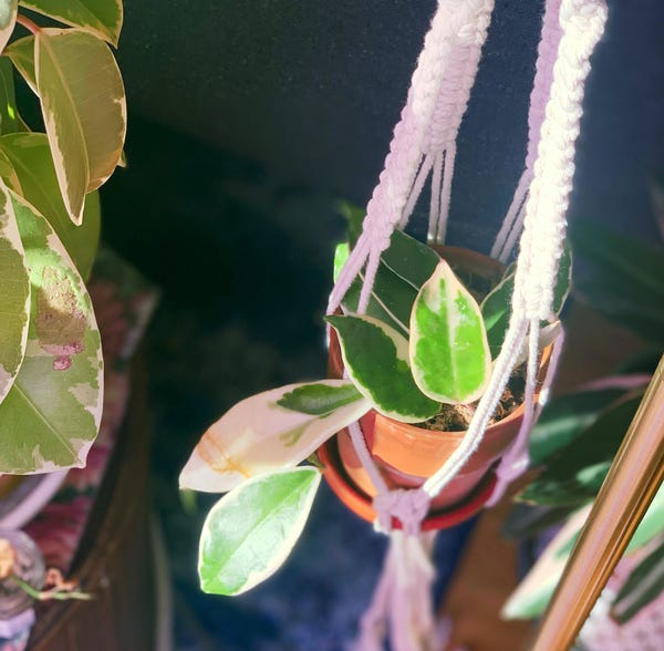 My variegated hoya has a beautiful new leaf. When it first emerged, it was a carnation pink and then it turned more cream as time passed.